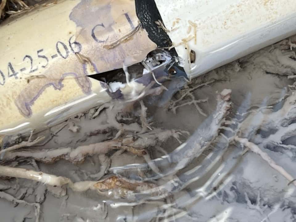 Tree root intrusion in swimming pool pipe causes leak.